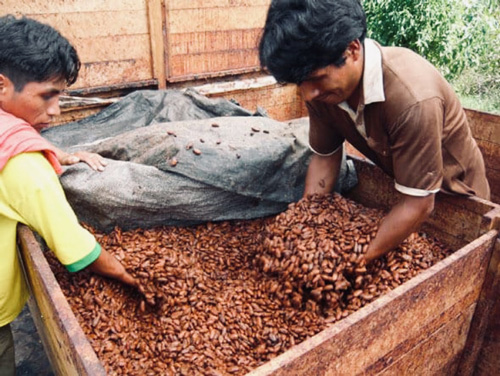 Pangoa-cacao